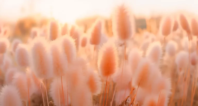 Peach Fuzz named colour of 2024 by Pantone Peach Fuzz PANTONE colour of the year